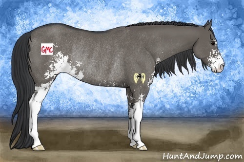 Horse Color:Grullo Sabino Rabicano 