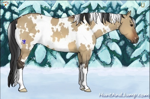 Horse Color:White Spotted Bay Dun