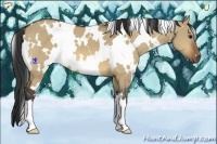 Horse Color:White Spotted Bay Dun 