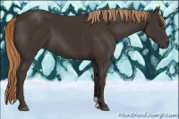 Horse Color:Liver Chestnut 