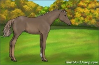 Horse Color:Chocolate Palomino 