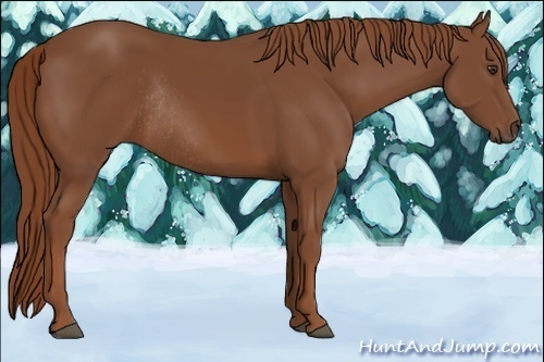 Horse Color:Chestnut Rabicano 