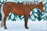 Horse Color:Silver Bay 