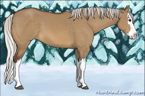 Horse Color:Silver Brown Dun Splash 