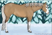 Horse Color:Silver Brown Dun Splash 