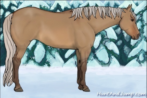 Horse Color:Silver Bay Dun 