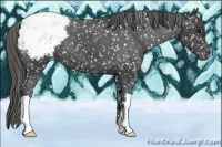 Horse Color:Smoky Black Appaloosa 
