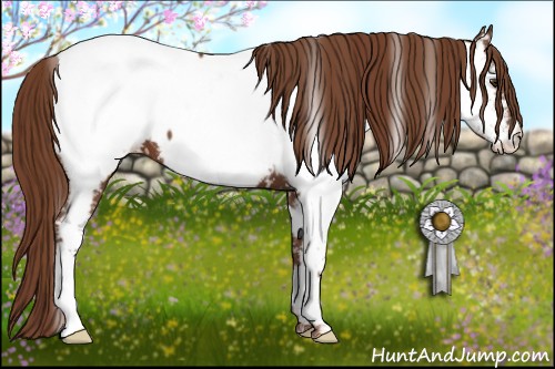 Horse Color:Chestnut Appaloosa 