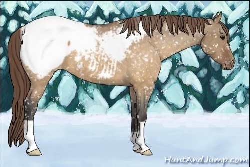 Horse Color:Buckskin Dun Appaloosa