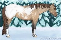 Horse Color:Buckskin Dun Appaloosa