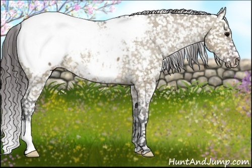 Horse Color:Brown Dun Appaloosa 