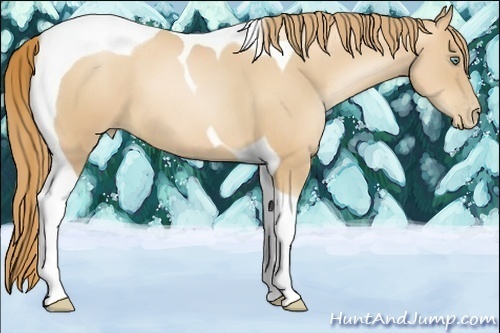 Horse Color:Gold Champagne Pearl Tobiano 