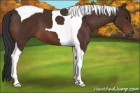 Horse Color:Brown Tobiano