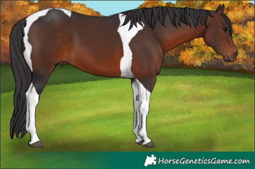 Horse Color:Brown Tobiano