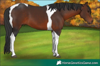 Horse Color:Brown Tobiano 
