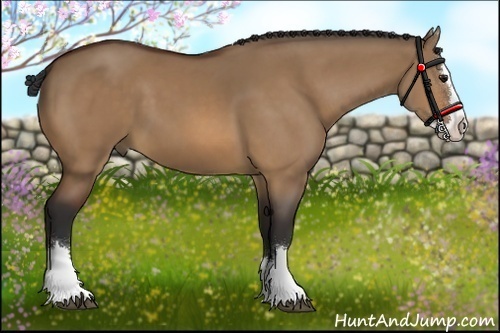 Horse Color:Bay Dun Sabino Splash 