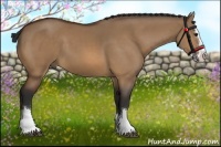 Horse Color:Bay Dun Sabino Splash 