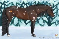 Horse Color:White Spotted Brown 