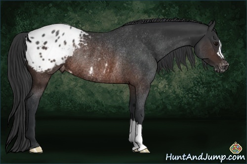 Horse Color:Brown Appaloosa Rabicano 