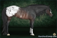 Horse Color:Brown Appaloosa Rabicano
