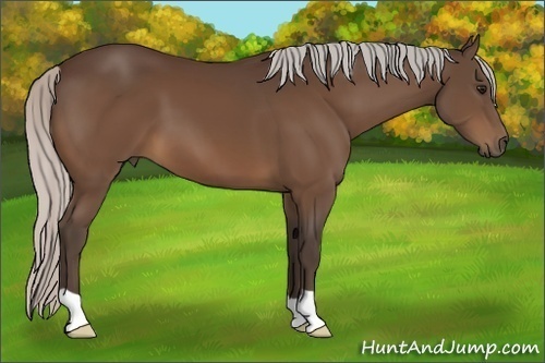Horse Color:Silver Bay 