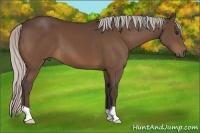 Horse Color:Silver Bay 