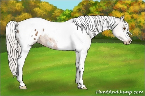 Horse Color:Silver Buckskin Tobiano Appaloosa
