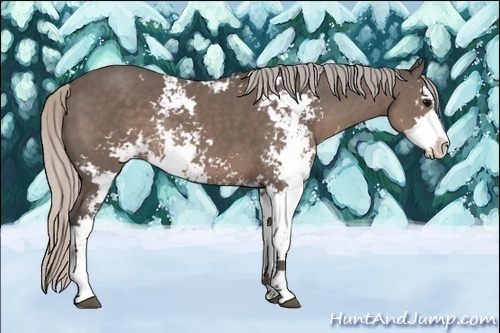 Horse Color:Silver Black Sabino Rabicano 