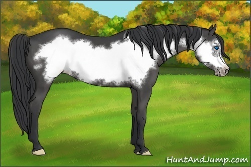 Horse Color:Black Frame 