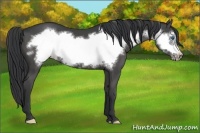 Horse Color:Black Frame