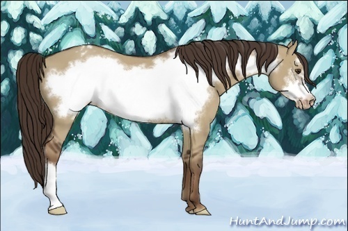 Horse Color:Liver Red Dun Frame Appaloosa 