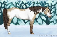 Horse Color:Liver Red Dun Frame Appaloosa 