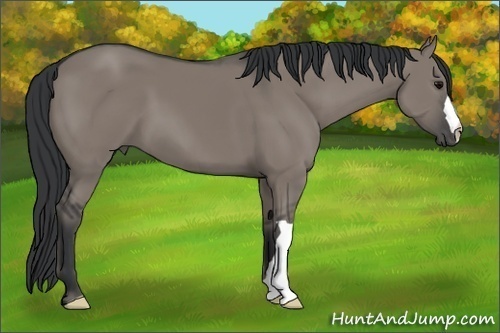 Horse Color:Grullo 