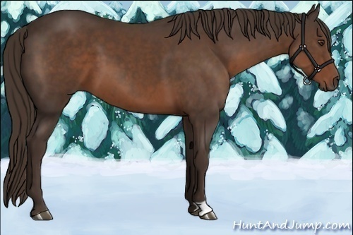 Horse Color:Liver Chestnut 