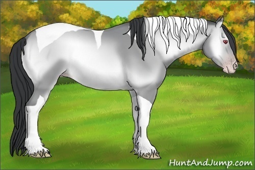 Horse Color:Sable Champagne Chinchilla Onyx Tobiano 