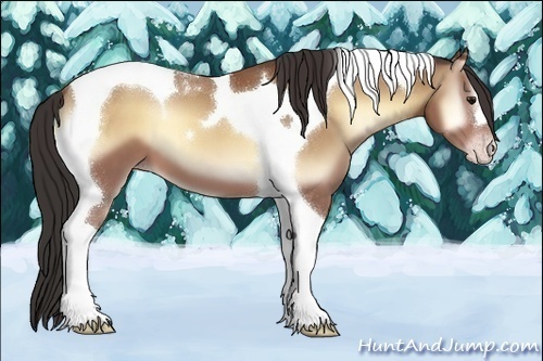 Horse Color:Sable Champagne Onyx Tobiano 