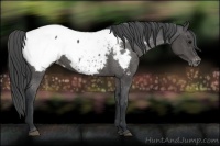 Horse Color:Black Near Fewspot