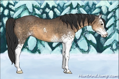 Horse Color:White Spotted Buckskin