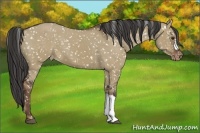 Horse Color:Liver Red Dun Appaloosa