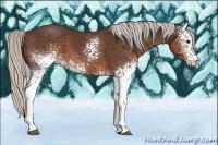 Horse Color:White Spotted Silver Brown
