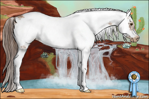 Horse Color:Buckskin Sabino Frame Appaloosa