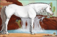Horse Color:Buckskin Sabino Frame Appaloosa