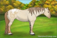 Horse Color:Red Dun Appaloosa Rabicano 
