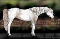 Horse Color:White Spotted Chocolate Palomino Appaloosa