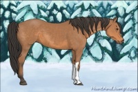 Horse Color:Buckskin 