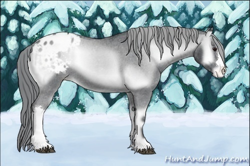 Horse Color:Blue Onyx Chinchilla Appaloosa 