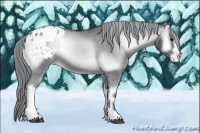 Horse Color:Blue Onyx Chinchilla Appaloosa
