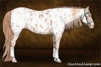 Horse Color:Gold Champagne Appaloosa  and Gold Champagne Appaloosa 