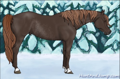 Horse Color:Liver Chestnut Rabicano 