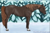 Horse Color:Liver Chestnut Rabicano 